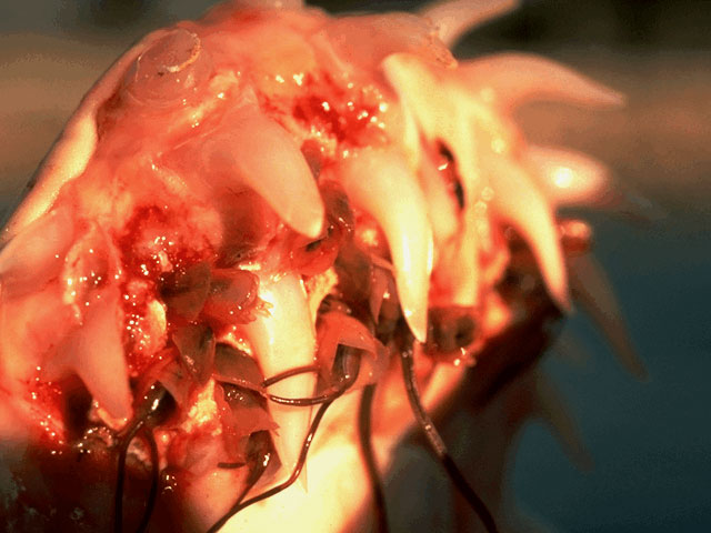 Mako shark mouth with parasite infestation