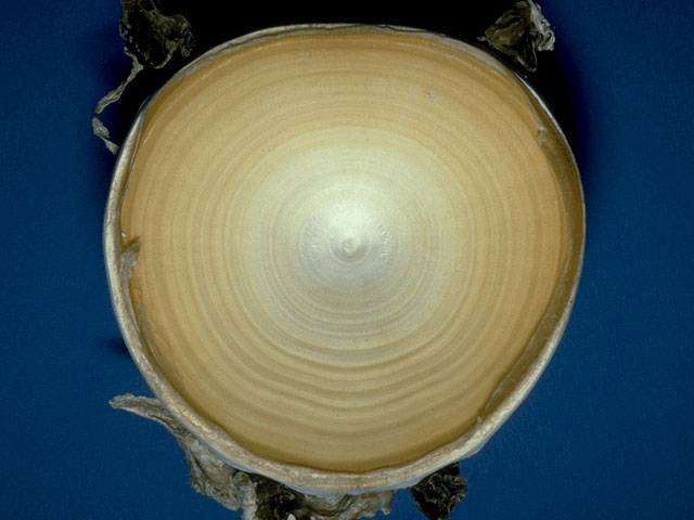 Great white shark growth rings