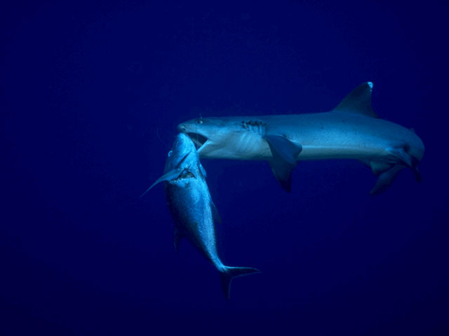 6 ft. Whitetip reef shark near Australia