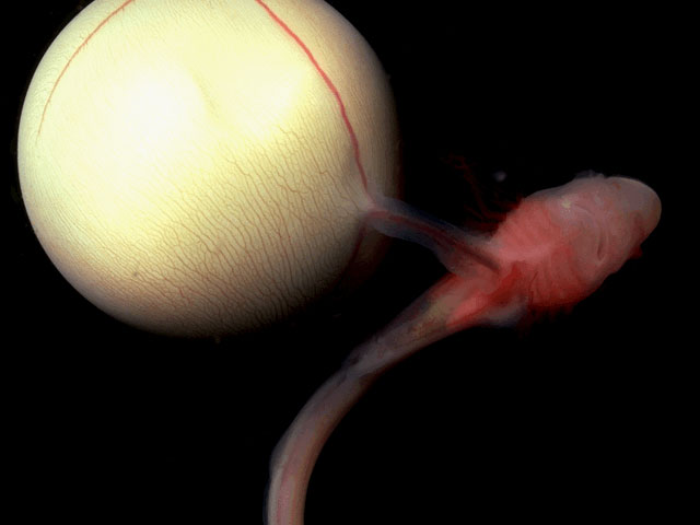 Swellshark embryo with yolk