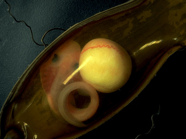 Brown cat shark embryo in egg case