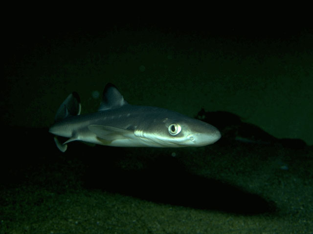 Juvenile spiny dogfish