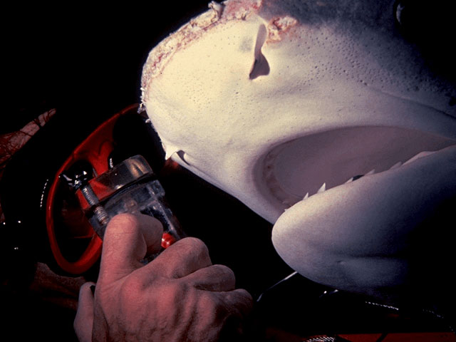 Research divers study lemon shark