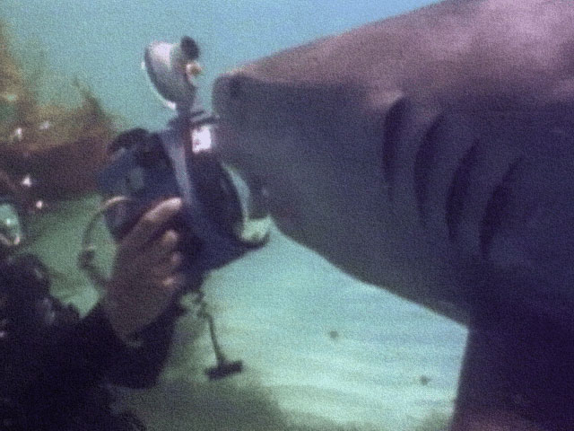 Shark poses for curious diver