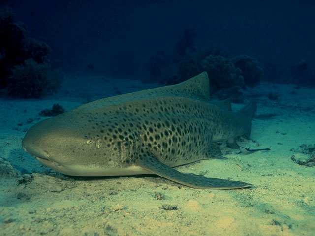 Shark rests on ocean bottom